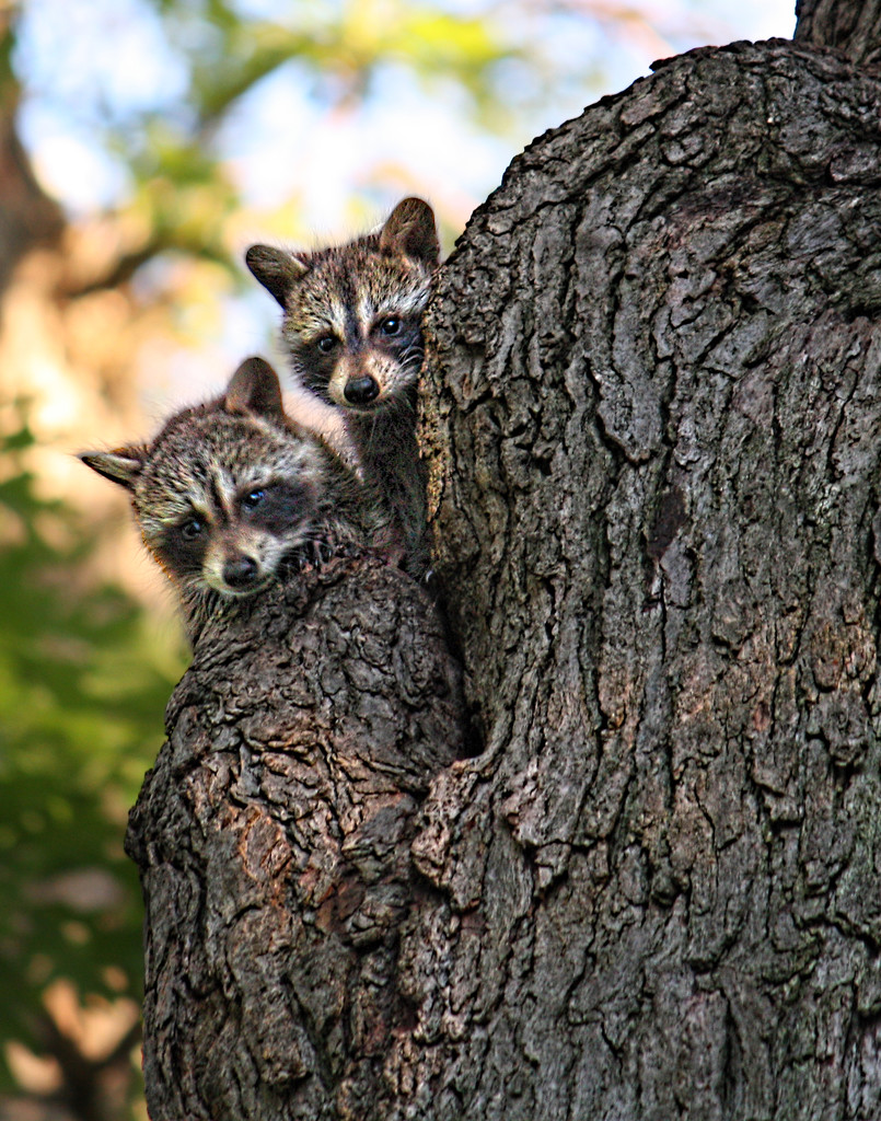 Baby Racoons by tosee