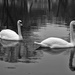 Uncooperative Swans by kannafoot