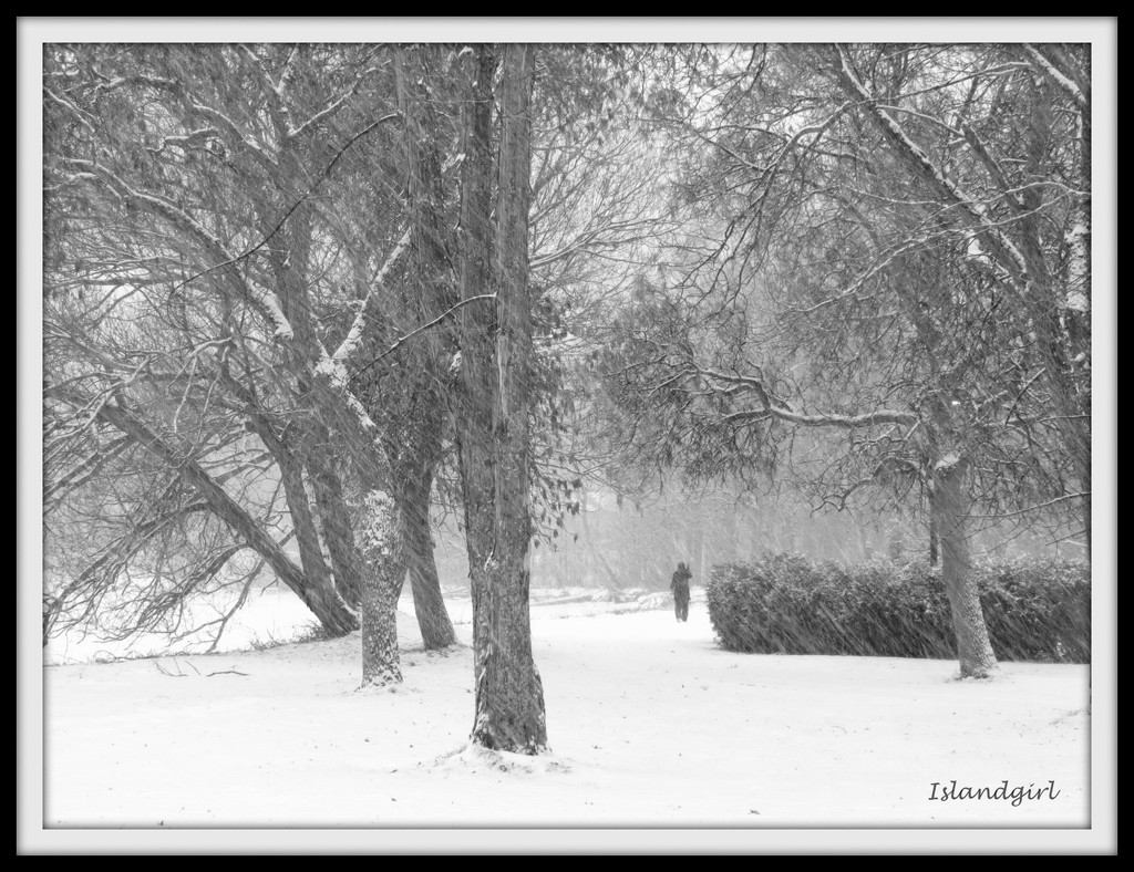 Snowy Morning   by radiogirl