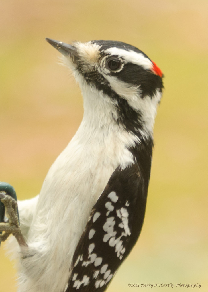 Male downy woodpecker by mccarth1