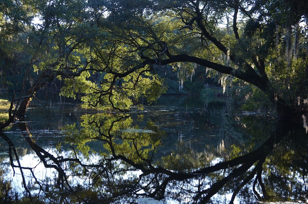 A near perfect reflection, Charles Towne Landing State Historic Site, Charleston, SC by congaree