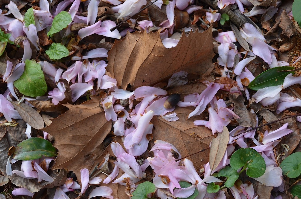 Leaves and petals by congaree
