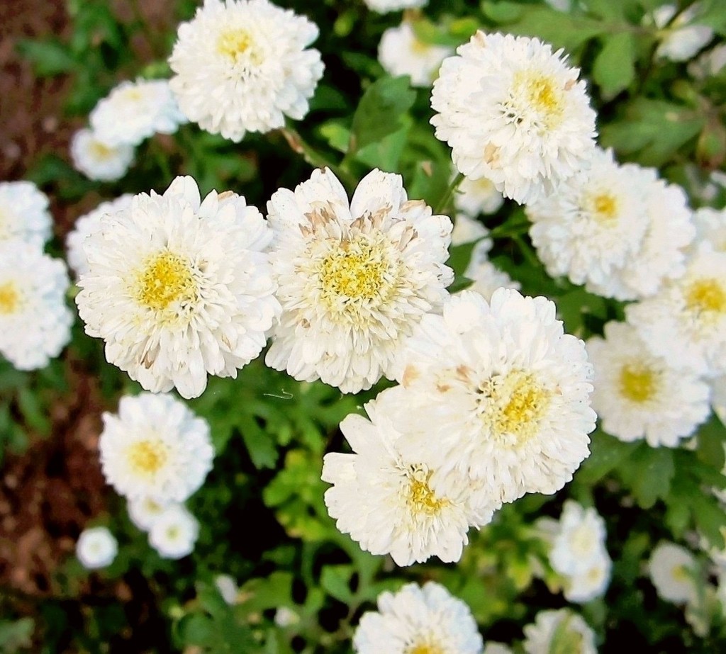 Bijelo cvijeće by vesna0210