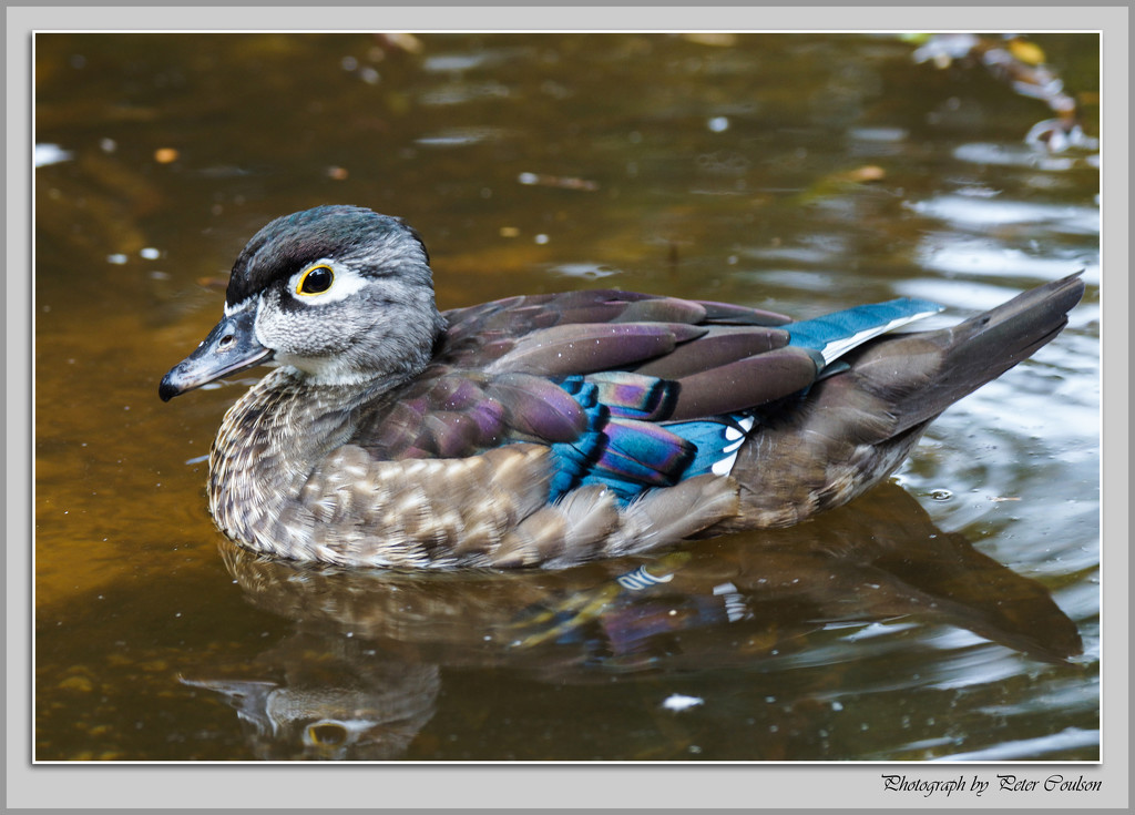 Colourful Duck by pcoulson
