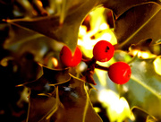 8th Dec 2014 - Holly berries in the sunlight