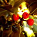 Holly berries in the sunlight by snowy