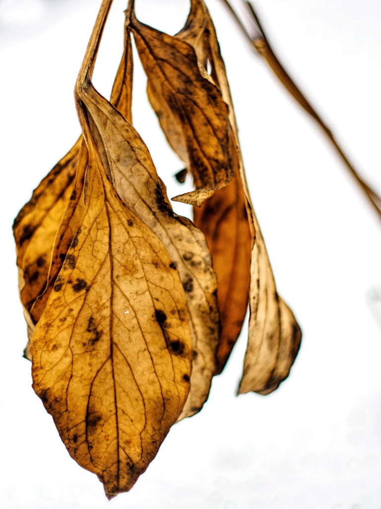 Amber Leaves of Winter by tosee