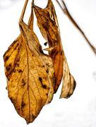 11th Dec 2014 - Amber Leaves of Winter