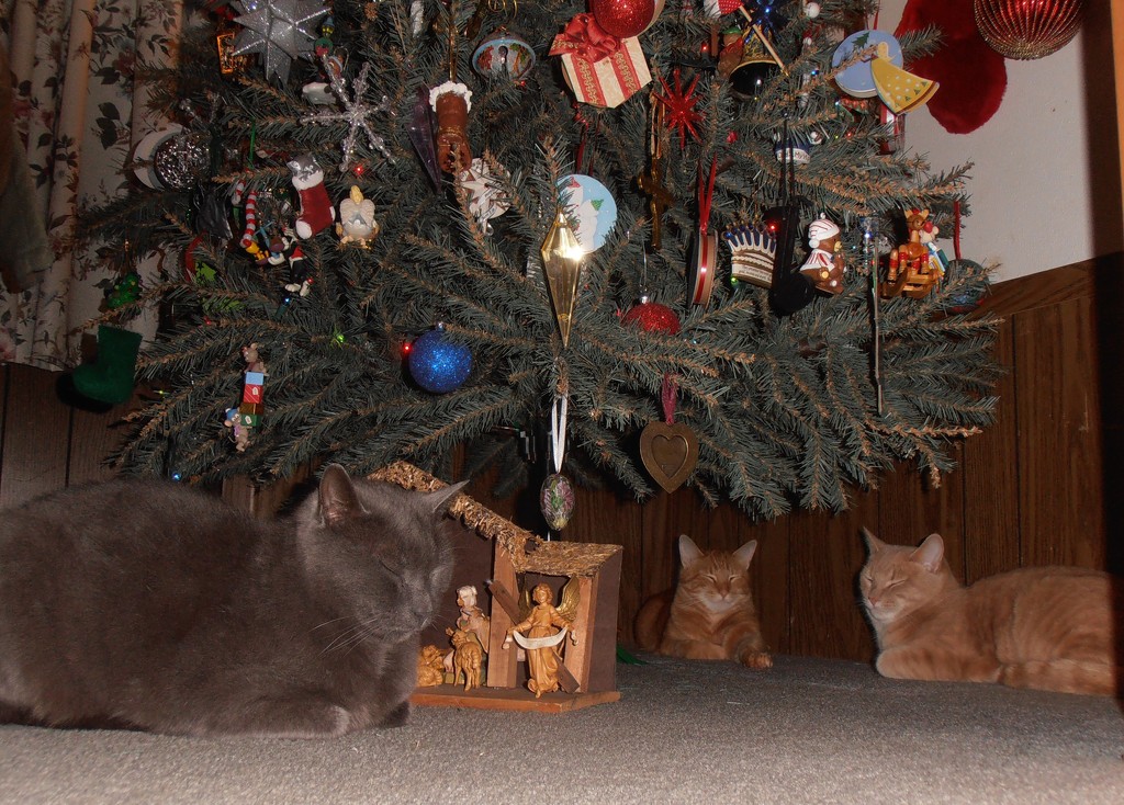Relaxing Under the Christmas Tree Together by julie