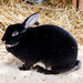 Velveteen rabbit by sugarmuser