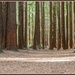 Redwood Forest by gosia