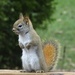Red Squirrel by annepann