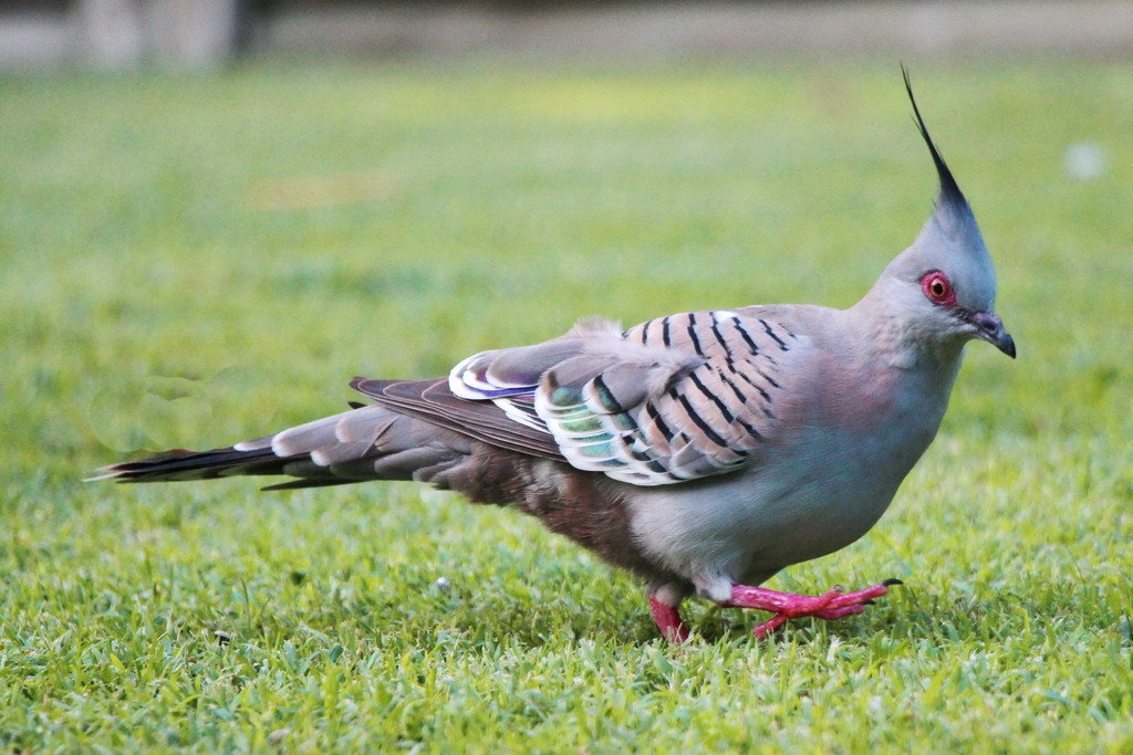 Top Knot or Crested Pigeon by terryliv