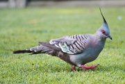 12th Dec 2014 - Top Knot or Crested Pigeon