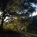 Live oak, shadows and light, Charles Towne Landing State Historic Site, Charleston, SC by congaree