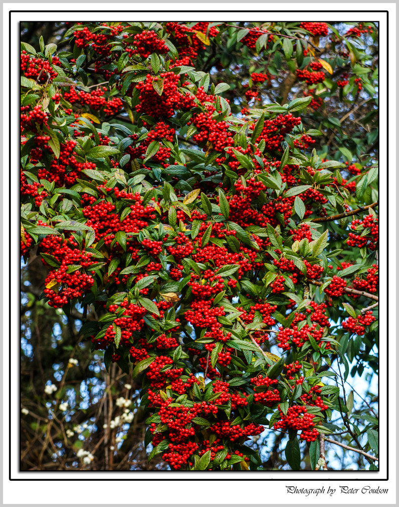 Mountain Ash by pcoulson
