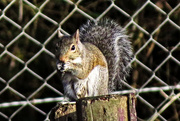 12th Dec 2014 - Play Day for Squirrels
