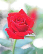 1st Dec 2014 - Red rose