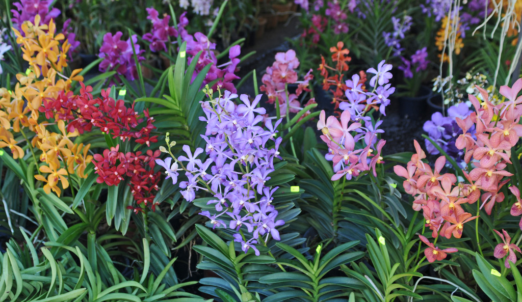 Orchids Botanical garden by ianjb21