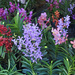 Orchids Botanical garden by ianjb21