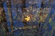 13th Dec 2014 - Leaf in swamp, Santee Coastal Reserve, South Carolina
