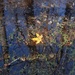 Leaf in swamp, Santee Coastal Reserve, South Carolina by congaree