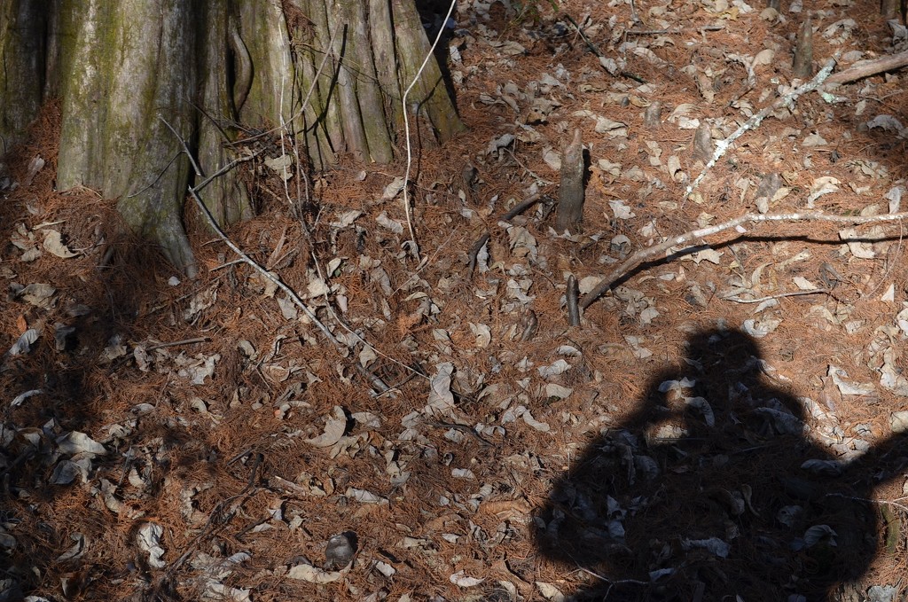 My shadow, Santee Coastal Reserve, South Carolina by congaree