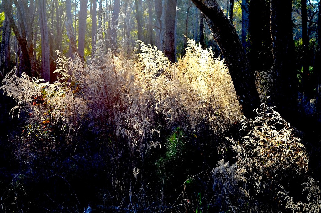 Backlighting, Santee Coastal Reserve, South Carolina by congaree