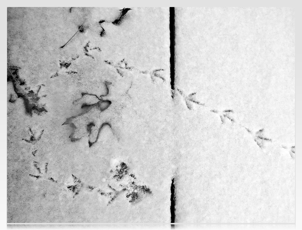 Footprints on the Deck by olivetreeann