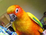 13th Dec 2014 - Parrot antics
