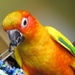 Parrot antics by alia_801