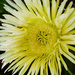 Yellow pigface by onewing