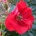 floribunda roses.... by quietpurplehaze
