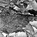 Leaves In Monochrome by carolmw
