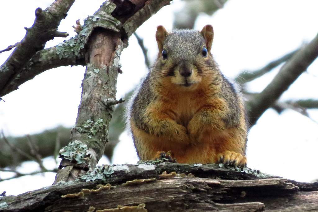 Squirrel Training 101 by milaniet