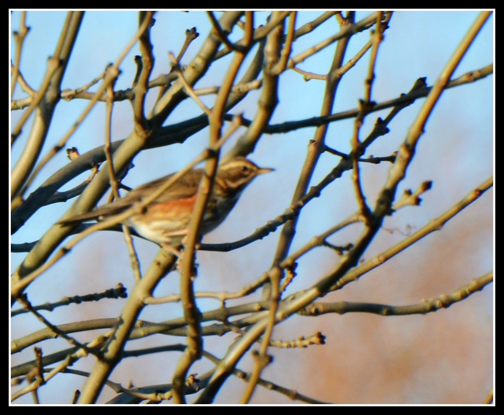 Diary shot of a redwing by rosiekind