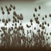 Grasses #2 by spanner