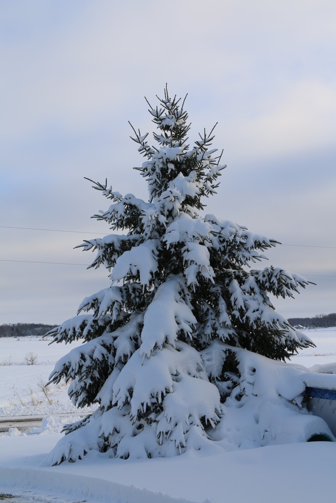 Snowy tree/ by hellie