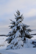 10th Dec 2014 - Snowy tree/