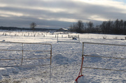 13th Dec 2014 - Horse area.