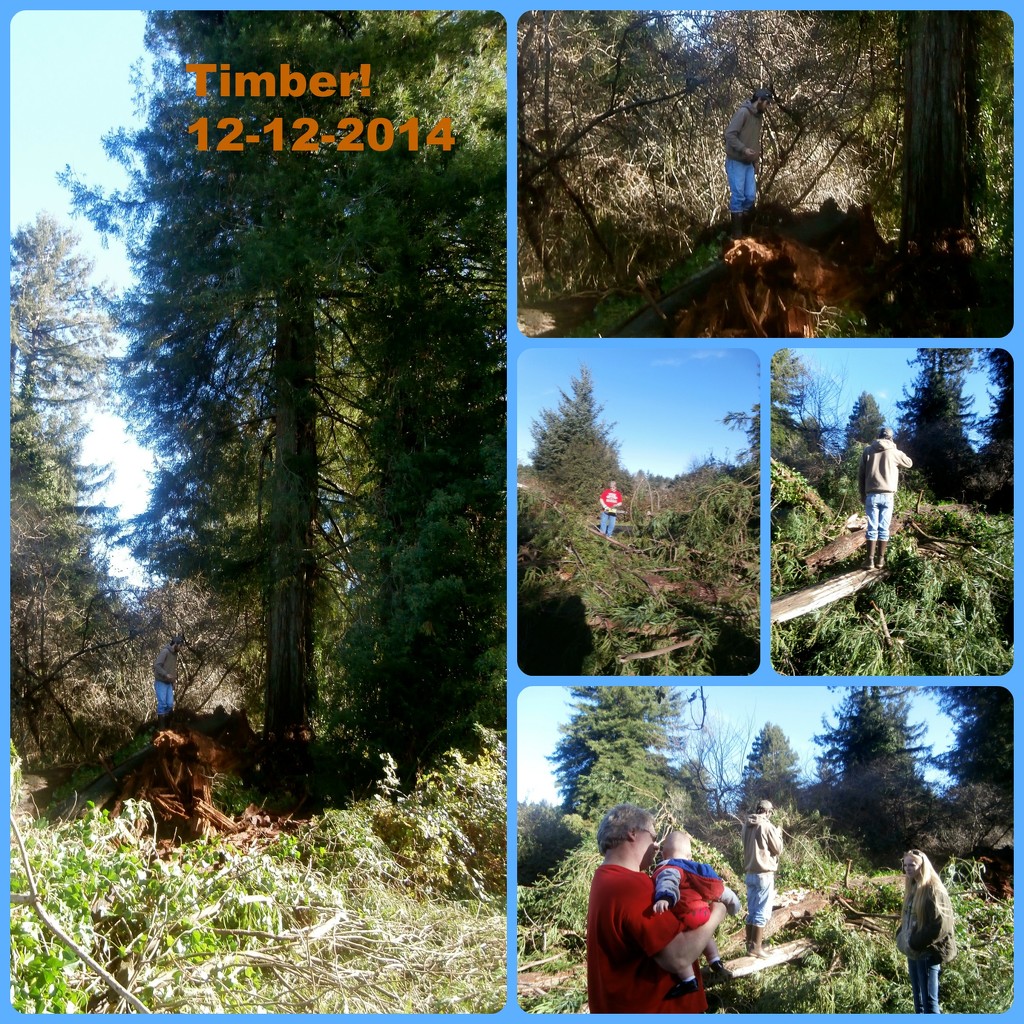 Timber! by pandorasecho
