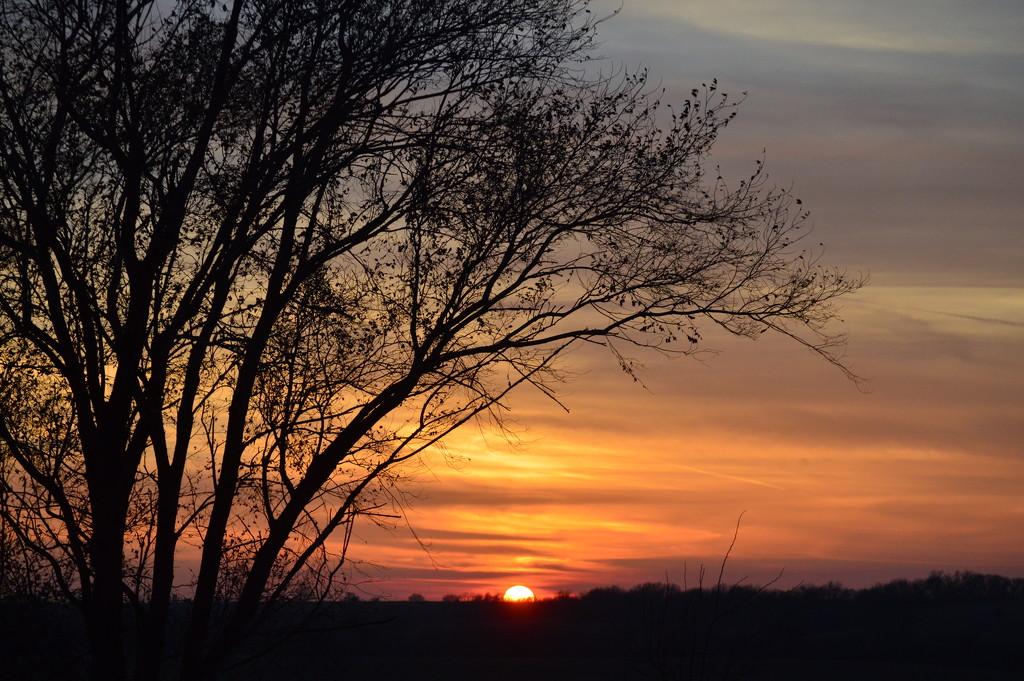 Kansas Tree, Distant Sun by kareenking
