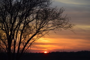 10th Dec 2014 - Kansas Tree, Distant Sun