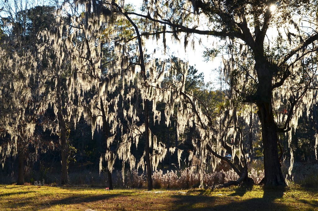 Spanish moss by congaree