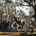 Spanish moss by congaree