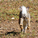 Springy rabbit by flyrobin