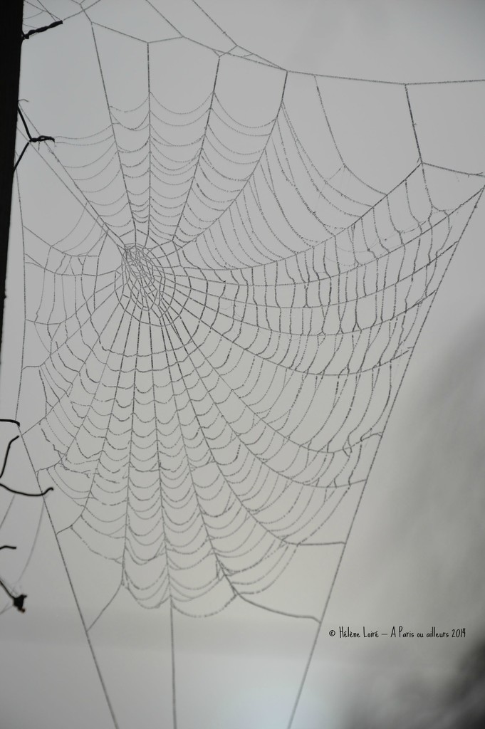 Misty spider web by parisouailleurs