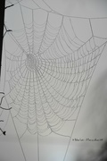13th Dec 2014 - Misty spider web
