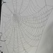 Misty spider web by parisouailleurs