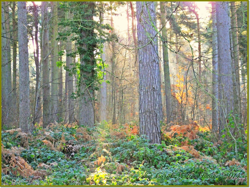 Shafts Of Sunlight by carolmw